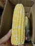 京鲜生云南水果玉米 净重5斤单果280g+ 甜玉米棒新鲜蔬菜应季 源头直发 实拍图