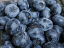 京鲜生 云南蓝莓 4盒 14mm+装125g/盒 生鲜水果 源头直发 包邮 实拍图