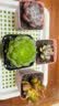 多肉植物自选套餐系列组合搭配花卉盆栽绿植精品多肉新手入门 荷花3-4厘米 送盆土 实拍图