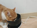 JCZS德国品牌恒温猫咪饮水机自动循环加热宠物喝水器 3档定时恒温垫+350ml黑色陶瓷碗 实拍图
