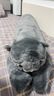 野兽派家居（tbh）懒蓝猫长条抱枕靠垫卧室夹腿办公室抱枕沙发可爱腰枕车载抱枕 实拍图