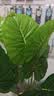 双盟18头仿真滴水观音盆栽人造绿植盆栽假花装饰假植物花卉客厅 实拍图