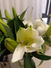 悦多彩AB级优质香水百合 家庭办公室各色生活鲜花 昆明基地 现采直发 白色百合10朵（双头5枝） 实拍图