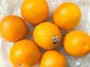 美国进口新奇士3107黑标脐橙Sunkist进口橙子甜橙单果170-210克 10个大果 实拍图