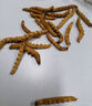 鹿章堂冬虫夏草断草高海拔精品断虫草断草虫草冬虫夏草滋补养生多买多惠 精品虫草肉节10克装（送1克） 实拍图