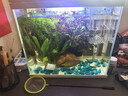 疯狂水草（FKSC）真水草鱼缸造景套餐净化水质懒人鱼缸水草植物直接入缸蜈蚣草 【赛级精品】鹿角茸+水罗兰+血心兰 实拍图