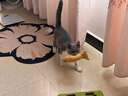 欢宠网猫玩具猫咪逗猫棒猫薄荷磨牙棒自嗨解闷神器磨牙猫猫小猫幼猫宠物 实拍图