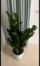 叹为观止大型植物发财树各种大颗盆栽开业乔迁客厅办公室内好养大型花卉 金钱树【20-30厘米】 不含盆 实拍图