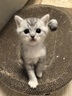 麦德氏DHA低敏配方羊奶粉280g 宠物羊奶粉狗狗猫咪新生幼犬羊奶粉 实拍图