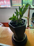 艾莹七彩香水石斛兰花四季开花好养绿植浓香型石斛室内植物花卉盆栽 5苗连体 七彩石斛 裸根发货 实拍图