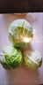 山东新鲜甘蓝包菜卷心菜圆白菜新鲜嫩绿莲花白现摘现发早餐减脂 新鲜包菜 1.5-2斤 人工挑拣 实拍图