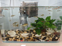高清热弯浮法透明玻璃鱼缸客厅家用造景装饰生态中小型生态金鱼缸 热弯鱼缸-送礼品 长30*宽18*高20cm 实拍图
