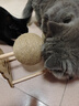 HELLOJOY逗猫咪玩具自嗨解闷猫抓板幼猫爪板小猫抓球耐抓不掉屑耐磨猫爬架 实拍图