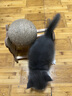 HELLOJOY逗猫咪玩具自嗨解闷猫抓板幼猫爪板小猫抓球耐抓不掉屑耐磨猫爬架 实拍图