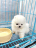 纯种博美幼犬宠物狗狗长不大俊介小型犬活体博美可爱家庭宠物狗 血统级 公 实拍图