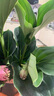 寄春JICHUN荷兰进口宝莲灯花盆栽带花苞办公室内圆叶高档名贵花卉绿植 2盆圆叶宝莲灯(原盆)带1-2个花苞发货 晒单实拍图