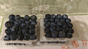 寻良万亩蓝宝级·云南花香蓝莓【JD/顺丰-多地次日达】新鲜水果送礼物盒 125g*4盒【较划算】丨净100g/盒 甄选蓝宝级大果丨单果18mm+更脆甜 实拍图