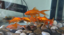 汉洋鱼缸活性硝化细菌鱼池净化水质分解鱼便【硝化细菌胶囊30粒】 实拍图