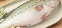 鲜活冲浪河鲈鱼400-500g/条 实拍图