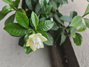 无印良品100%新疆棉花被子棉絮床褥子棉胎垫被铺底春秋纯棉被芯4斤150x200 实拍图
