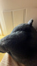野兽派家居（tbh）懒蓝猫长条抱枕靠垫卧室夹腿办公室抱枕沙发可爱腰枕车载抱枕 实拍图