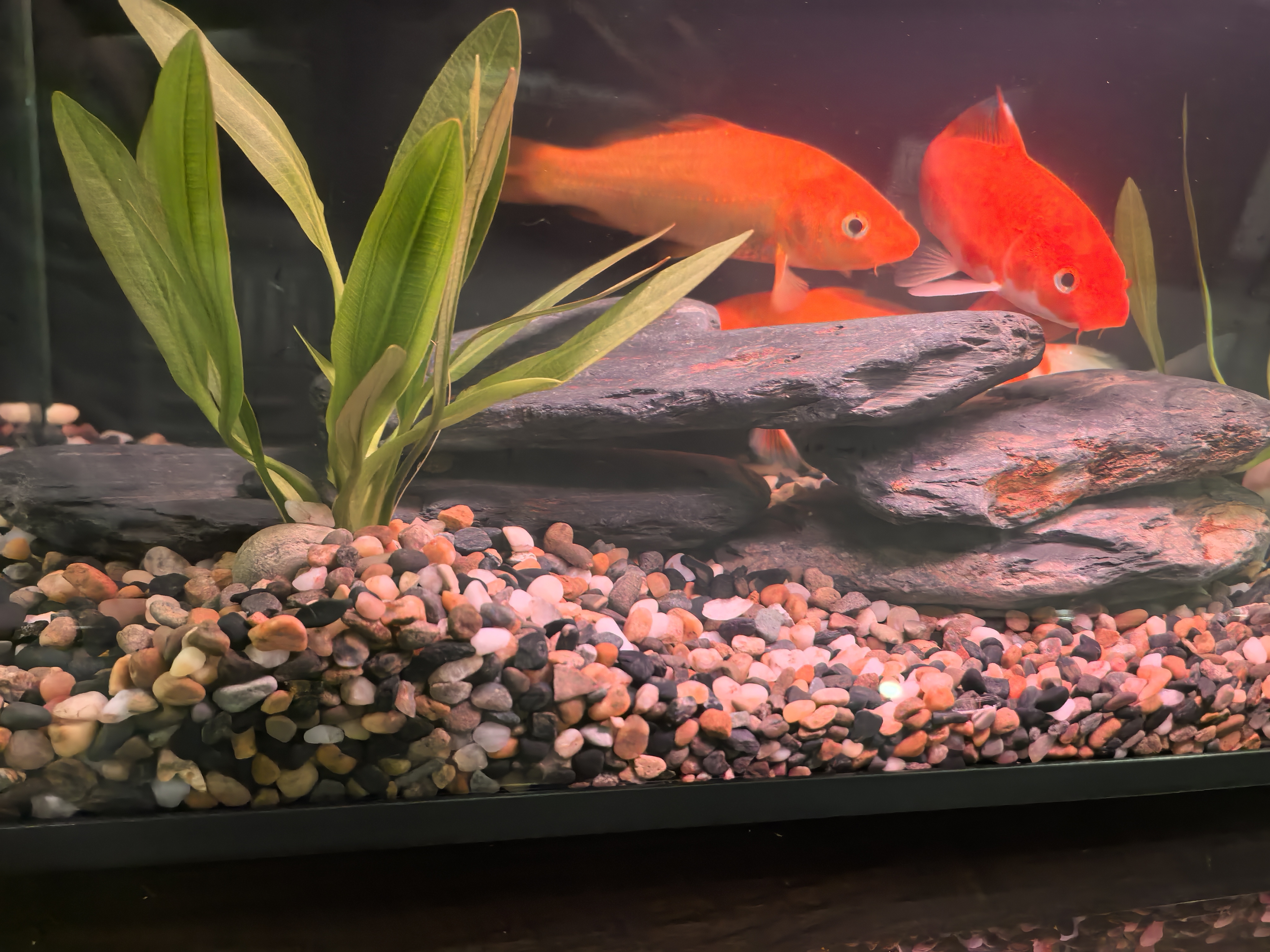 疯狂水草天然贝壳海螺适配小米鱼缸造景水族箱全套布景海星装饰生态摆件 溪流缸造景套餐（适合30-40cm鱼缸） 实拍图