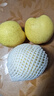 冰糖雪梨10斤应季水果新鲜特级梨子河北雪花梨赵县秋梨膏整箱包邮 净重5斤【中果】现摘现发 实拍图