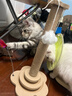 HELLOJOY猫抓柱剑麻猫抓板猫玩具耐抓耐磨不掉屑猫爬架立式自嗨解闷用品 实拍图