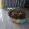 疯狂的主人圆形猫抓板窝耐磨不掉屑猫窝一体猫咪抓盆超大号抓不烂猫爪板耐抓 实拍图
