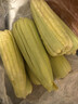 京鲜生 云南金银水果甜玉米 3斤单果260g+ 新鲜嫩苞米 源头直发 实拍图