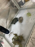 鱼缸水下微景观乌龟 装饰品苔藓夜光造景摆件对对碰玩具 卡通童趣 卡通乌龟系列微景观【1个】 实拍图