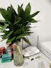 大海边 文昌竹观音竹荷花竹水培植物净化空气办公室节节高升富贵竹 文昌竹8棵（送营养液） 50-60厘米 晒单实拍图