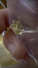 六福珠宝足金栀子花黄金耳钉耳饰送礼 计价 G01G0027DS 0.92克(含工费100元) 配硅胶耳堵 实拍图