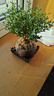 开时果 小叶赤楠盆景摆件 办公室桌面绿植花卉好养盆栽植物源头直发包邮 【推荐款】舍得紫砂盆+苔藓+底座 实拍图