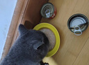 网易严选猫罐头猫湿粮宠物零食猫用浓汤白肉罐头鸡丝虾仁口味85克*12罐 实拍图