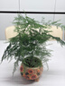 开时果 各类小盆栽绿植素材苗 小叶赤楠造景微景观植物盆景源头直发包邮 文竹（小盆） 实拍图