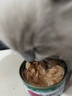 网易严选猫湿粮零食浓汤大口肉罐头鸡肉+三文鱼 85g*24罐 实拍图