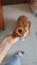 疯狂小狗中大型犬金毛边牧磨牙洁齿棒 巨无霸牛皮夹心卷欧芹&鸭肉味 200g 实拍图