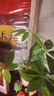 佰花锦办公桌面绿植盆栽发财树室内客厅奶油风网红盆景精致美观四季好养 单杆发财树+PVC白泡泡盆 整体高度约15-25cm 实拍图