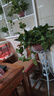 长藤绿萝盆栽室内花卉大叶绿箩水养盆景桌面办公客厅水培垂吊绿植 精品2红盆藤长80cm左右带吸水盆 实拍图