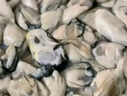 美加佳智利熟冻贻贝肉净重2斤（500g*2袋）100-200只 海鲜水产 实拍图