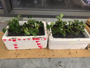 草莓苗四季奶油草莓苗种植盆栽阳台庭院地栽当年结果南方北方种植 混合品种草莓 【特别推荐4盆装】 实拍图