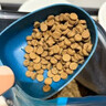 鲜朗低温烘焙猫粮无谷幼猫成猫鲜郎营养高蛋白鸡肉全价全期通用型猫粮 【预售】烘焙猫粮8kg 实拍图