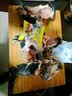 羊头肉4斤八成熟整箱羊脸肉卤全无骨去骨整个新鲜生羊头整只熟食 去骨花羊头肉【3斤装】 实拍图