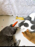 HELLOJOY猫玩具猫咪自嗨解闷神器转盘逗猫棒猫猫冻干漏食球小猫用品不倒翁 实拍图