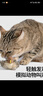 贵为（GiGwi）翠鸟发声逗猫玩具小猫咪幼猫自嗨解闷神器磨牙耐咬宠物玩具逗猫棒 实拍图