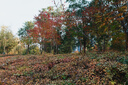松下24-60mm F2.8全画幅微单相机标准变焦镜头（Panasonic）（S-E2460GK）L卡口 风景 肖像 特写 实拍图