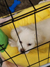 欢刻狗笼宠物笼子大中小型犬带厕所便携折叠笼子狗猫咪鸡兔折叠笼具子 黑色61*42*50【15斤内】限小体格 实拍图
