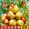 鲜级佳山东沾化冬枣【多地次日达】 新鲜大枣冰糖脆甜现摘水果脆青枣 果园直摘尝鲜  净重1.8斤 实拍图