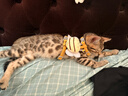 snowpaws猫咪牵引绳猫绳胸背带遛猫绳溜猫绳子背心宠物防挣脱逃脱背带链子 实拍图